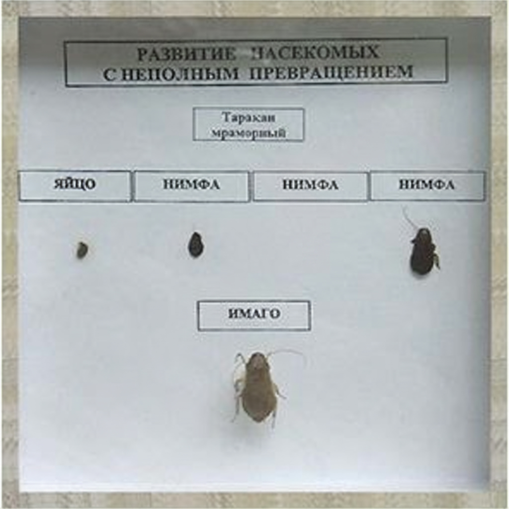 Коллекция энтомологическая Развитие насекомых с неполным превращением
