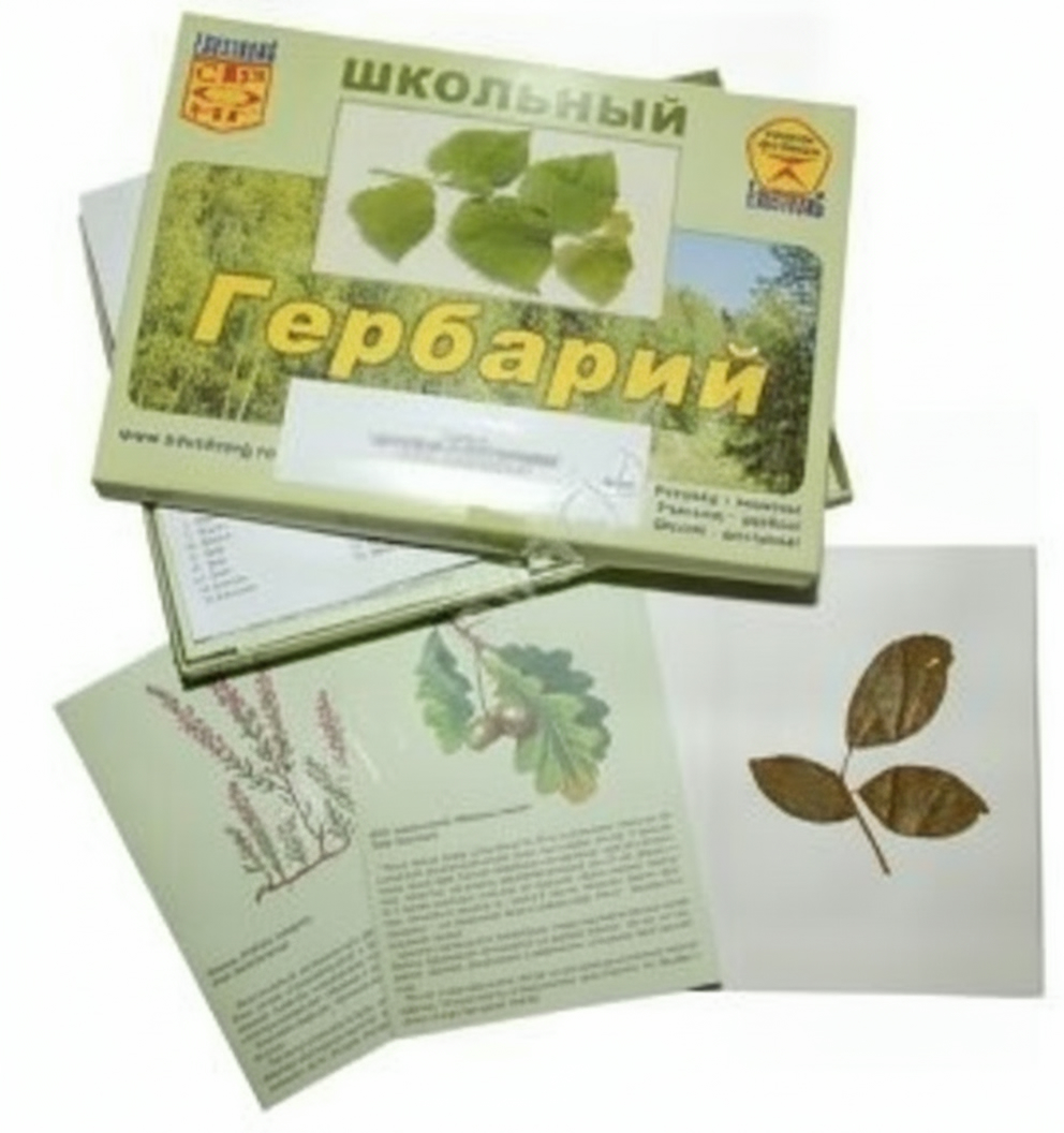 Гербарий с иллюстрациями Дикорастущие растения