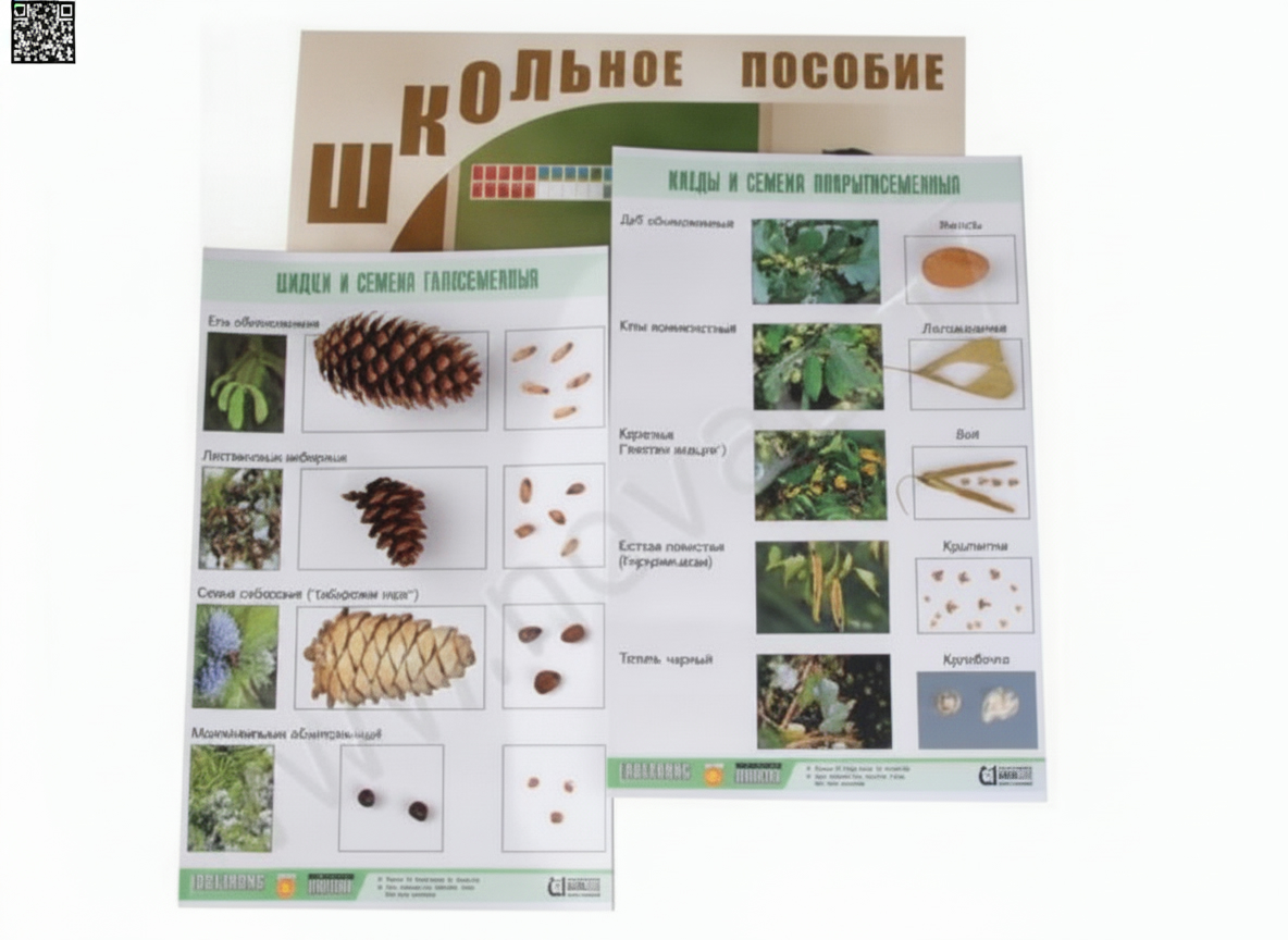 Коллекция Шишки, плоды, семена деревьев и кустарников
