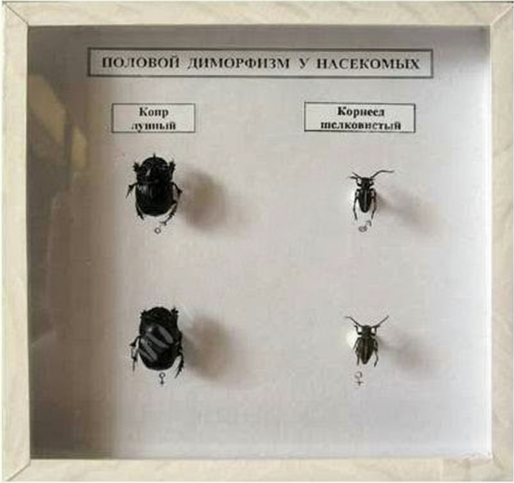 Коллекция энтомологическая Половой диморфизм