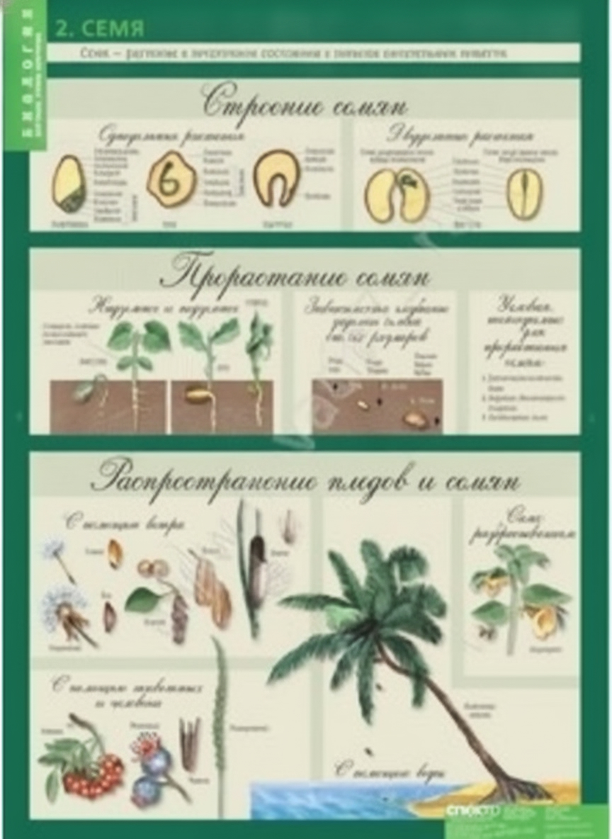 Комплект плакатов Биология 6кл. Растения. Грибы. Лишайники