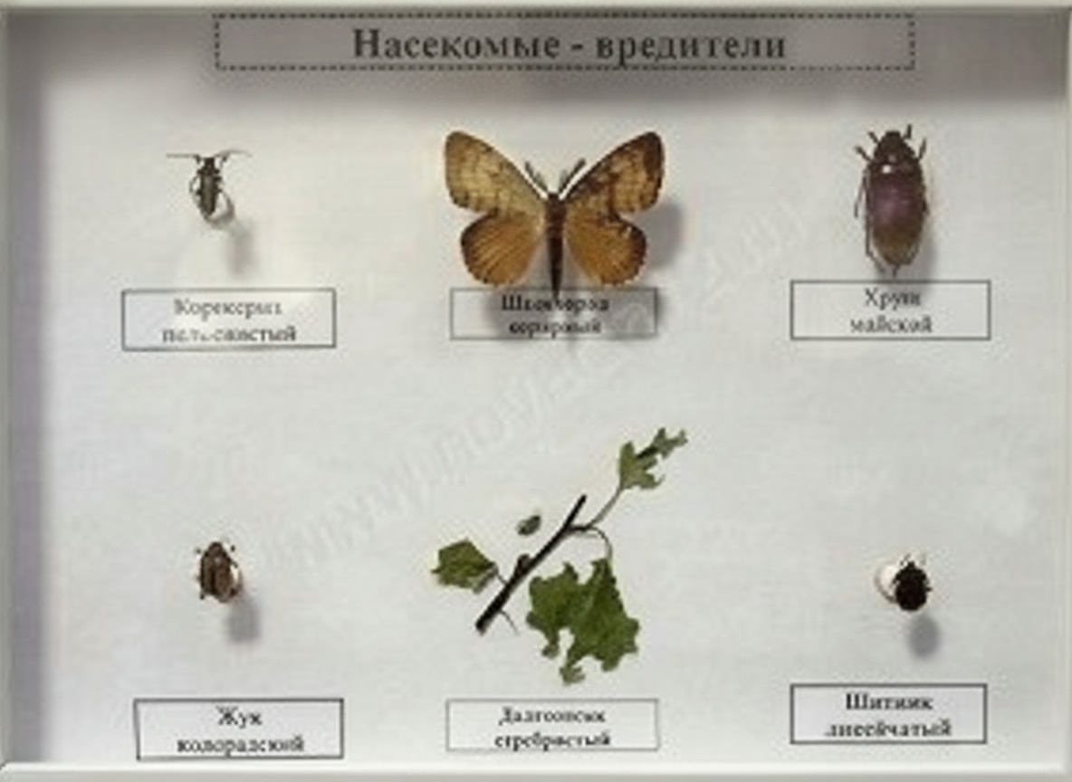 Коллекция энтомологическая Насекомые вредители