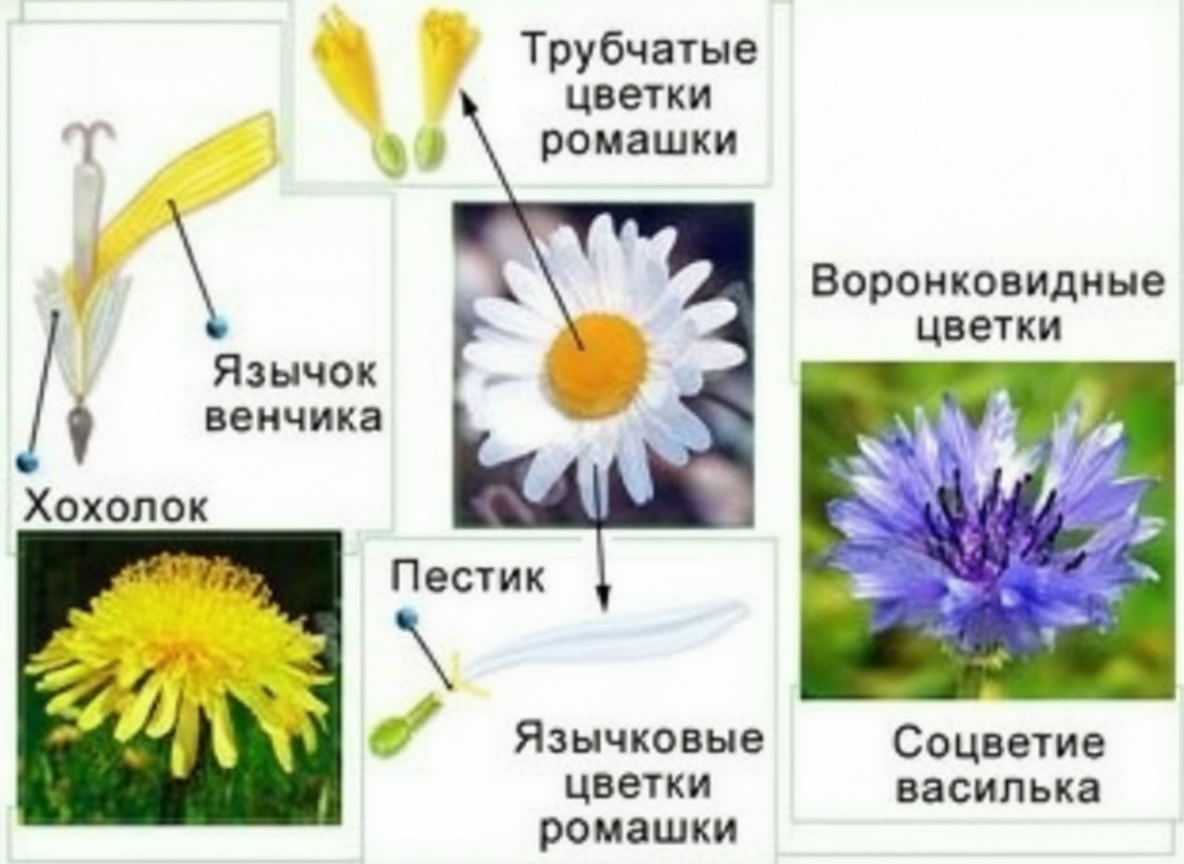 Модель-аппликация Строение цветка