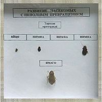 Коллекция энтомологическая Развитие насекомых с неполным превращением