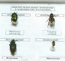 Коллекция энтомологическая Приспособительные изменения в конечностях насекомых