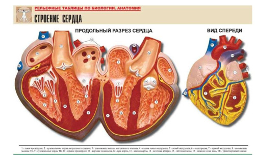 Рельефная таблица Строение сердца