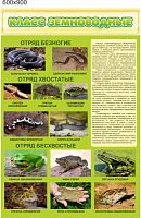 Стенд Класс земноводные