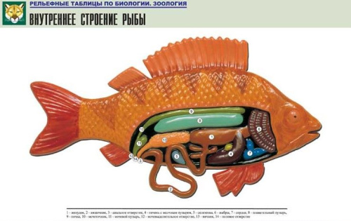 Рельефная таблица Внутреннее строение рыбы