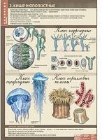 Комплект плакатов Биология 7кл. Животные