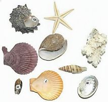 Коллекция Морское дно