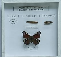 Коллекция энтомологическая Развитие насекомых с полным превращением