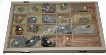 Коллекция Формы сохранности ископаемых растений и животных