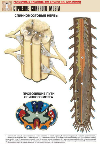 Рельефная таблица Строение спинного мозга