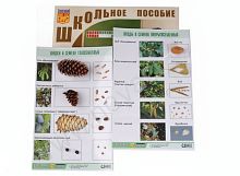 Коллекция Шишки, плоды, семена деревьев и кустарников
