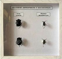 Коллекция энтомологическая Половой диморфизм
