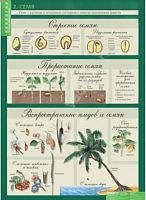 Комплект плакатов Биология 6кл. Растения. Грибы. Лишайники