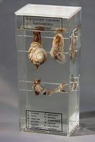 Влажный препарат Внутреннее строение брюхоногого моллюска