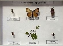 Коллекция энтомологическая Насекомые вредители