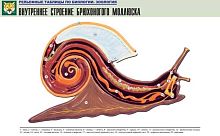 Рельефная таблица Внутреннее строение брюхоногого моллюска