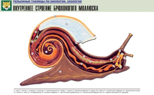 Рельефная таблица Внутреннее строение брюхоногого моллюска