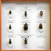 Коллекция энтомологическая Семейство жуков