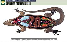 Рельефная таблица Внутреннее строение ящерицы