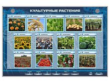 Электрифицированный стенд Культурные растения