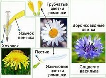 Модель-аппликация Строение цветка