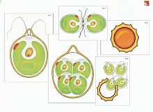 Модель-аппликация Размножение одноклеточной водоросли (ламинированная)